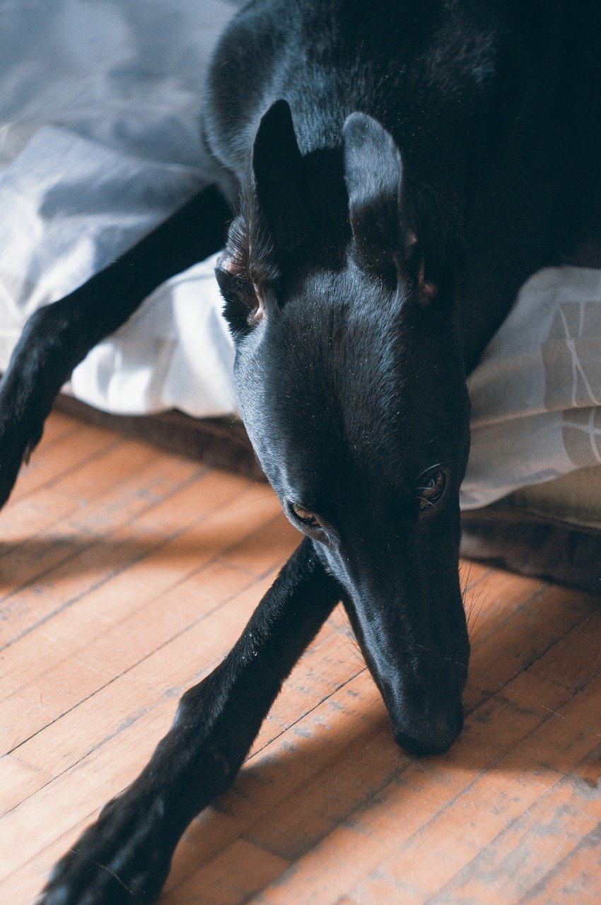 dog portrait, greyhound, black greyhound-3799601.jpg